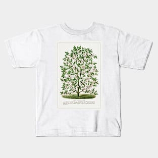 Hardy Magnolia tree lithograph (1900) Kids T-Shirt